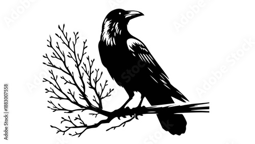 A black crow perched on a bare tree branch against a white background