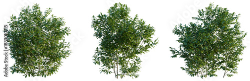 Cuadro en lienzo Prunus laurocerasus tree, front view, cutout, transparent background, isolate, E