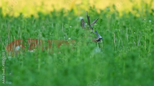 Roe Deer Buck (Capreolus capreolus) Standing and Feeding in a Sunny Summer Sunset Flower Meadow, Hannover, Lower Saxony, Germany