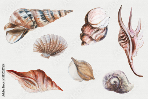 Εκτύπωση καμβά Collection of different types of seashells on a light background showing details