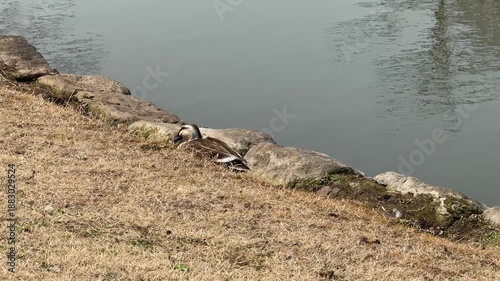 お尻を振って歩くカルガモ、斜め後ろからの映像