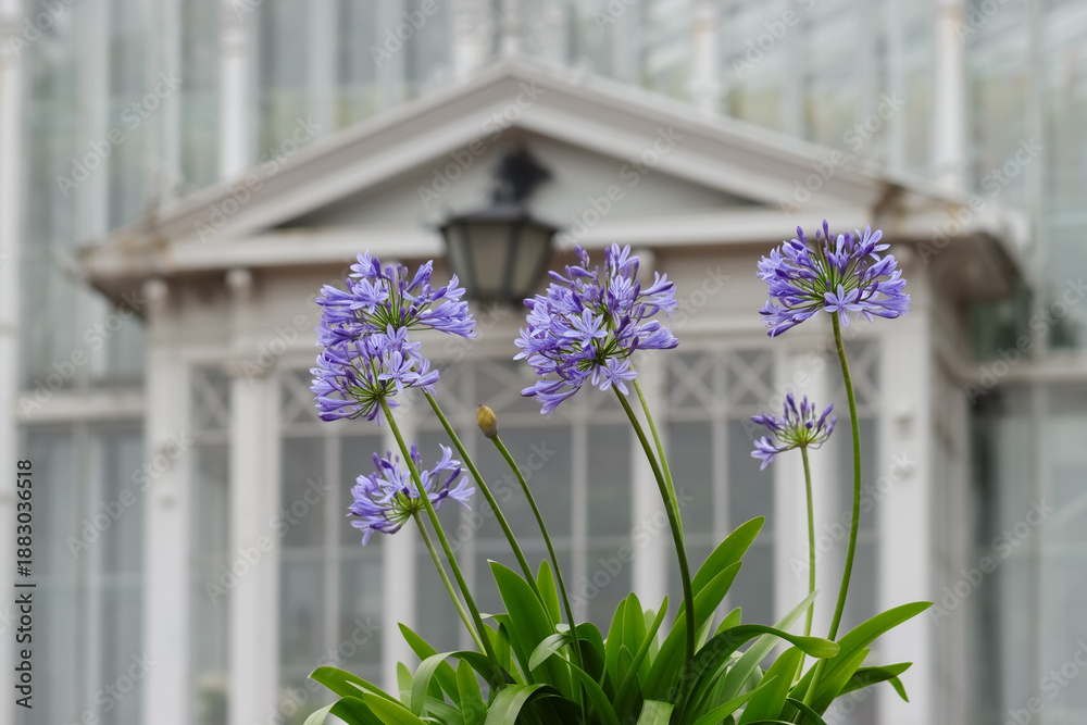 Naklejka premium Blue agapanthus or African lily of nile flower is blooming in the summer season in the city garden in Helsinki. Garden is open to everyone and there is no entrance fee.