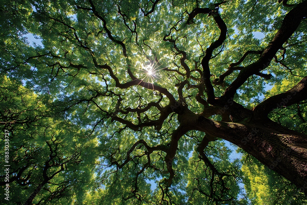 Fototapeta premium Worm's-eye view looks up into a majestic oak tree canopy with sunlight filtering through vibrant green leaves to create a bright starburst.