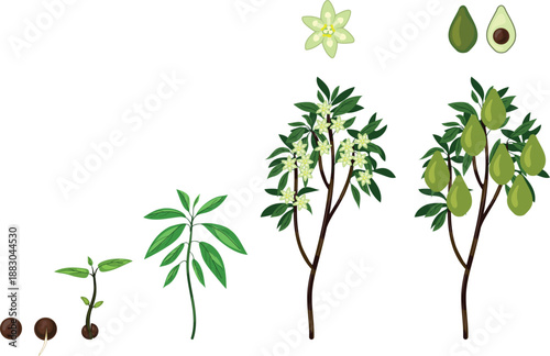 Life cycle of avocado (Persea americana) plant  on white background. Growth stages from seed to fruit-bearing tree