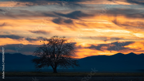 Silhouetted lone tree at sunset above a rice field in Colusa County, California, beneath dramatic orange and blue clouds.