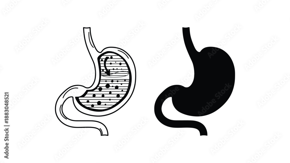 Fototapeta premium Anatomical illustrations of the human stomach in different visual styles and colors