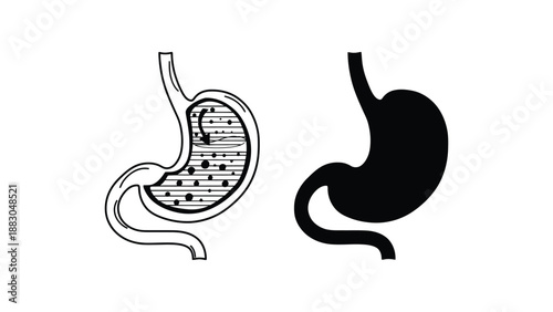 Anatomical illustrations of the human stomach in different visual styles and colors