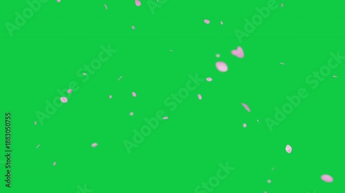 pink cherry blossom petals falling on green screen for chroma key