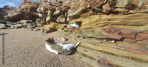Beach cats relaxing on colorful layered rock formations