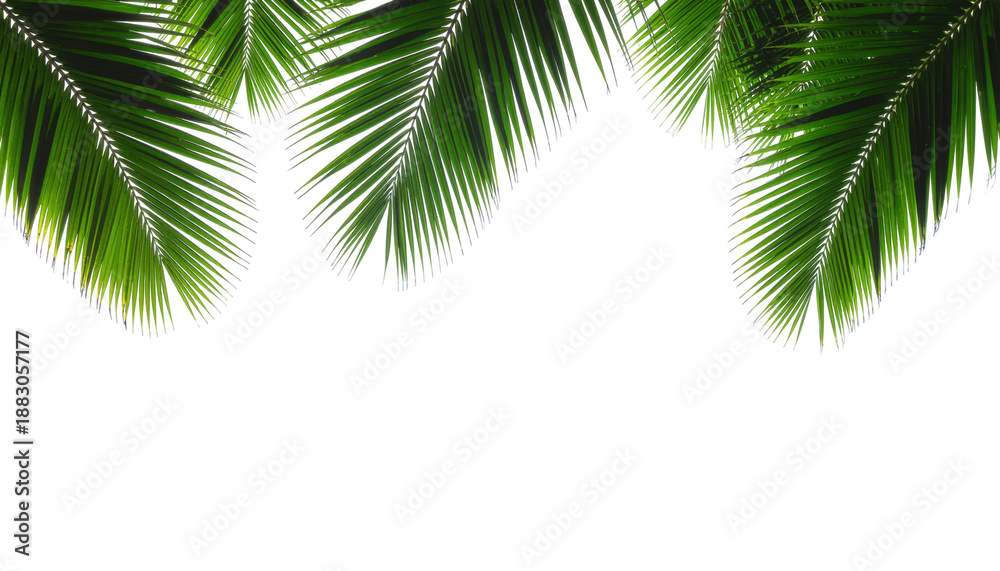 Naklejka premium Tropical Green Leaves with Textured Foliage Creating a Lush Decorative Background