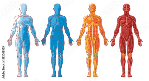 Four human body diagrams illustrating different anatomical systems and structures in varying levels of detail.