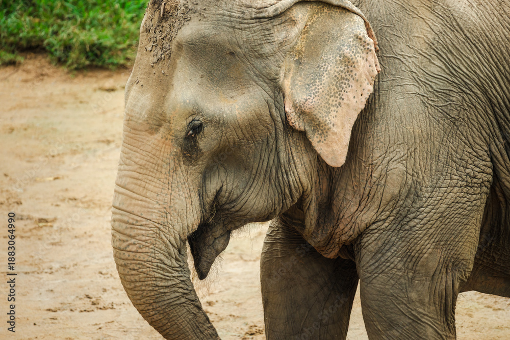 Fototapeta premium Close-up portrait of Asian elephant walking across sandy ground, detailed skin texture and ear patterns in natural daylight wildlife scene