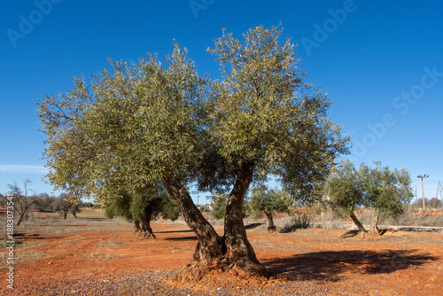 Olivo centenario en olivar de tierra roja en Villarejo de Salvanés