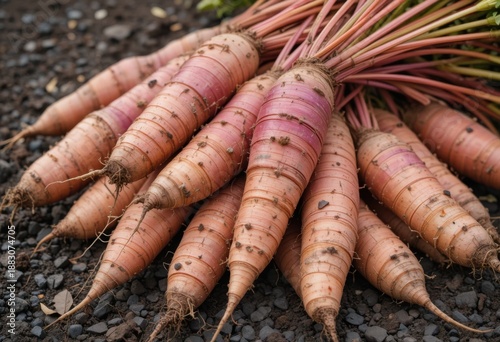 Ñames recién cosechados en tierra oscura cultivada. Cosecha de tubérculos orgánicos, productos de temporada de otoño, alimento saludable de cultivo agrícola
