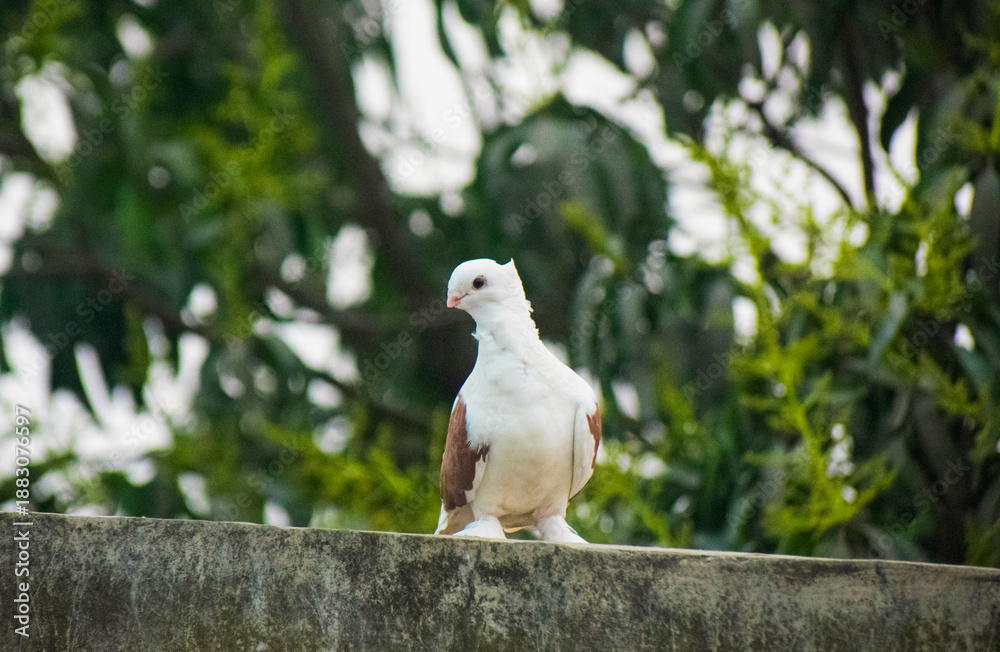 Obraz premium Two beautiful white fancy pigeons perching together on a wall against a lush green background.