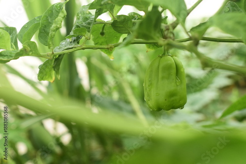 Foto Linda pimentinha de cheiro crescendo no galho da planta, cultivo agro florestal,
