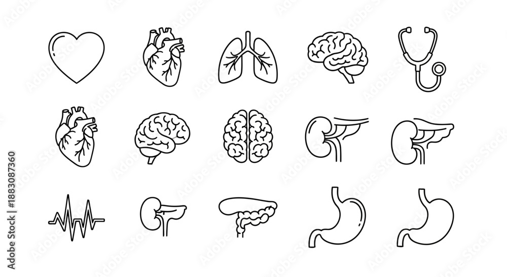 Obraz premium Human Anatomy Icons: Heart, Brain, Lungs, Kidneys, Stomach, Liver, Pancreas, Stethoscope