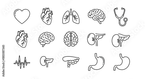 Human Anatomy Icons: Heart, Brain, Lungs, Kidneys, Stomach, Liver, Pancreas, Stethoscope