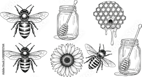 Bee ecosystem, honey production, pollination cycle, insect anatomy, nature sketch, apiary elements, botanical support, flat vector illustration