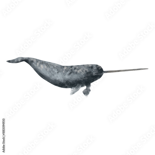 Whale watercolor drawing