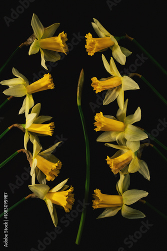 Quadro em tela Dramatyczne tulipany na czarnym tle, artystyczna fotografia low key