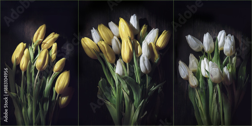 Yellow, and white tulip triptych on dark background
