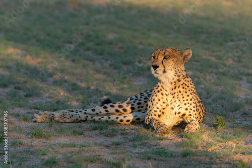 Cheetah (Acinonyx jubatus) hanging around in the lastt light of the day in a dry riverbed of the Kgalagadi Transfrontier Park in South Africa