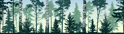 Seamless coniferous winter forest background. Pine, spruce, fir, christmas tree. Diverse trees and birches creating a layered forest. Silhouette vector illustration