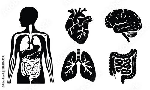 Human body internal organs silhouette set for medical illustration