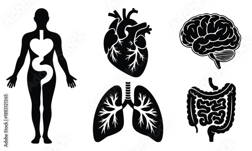 Set bundle world health day silhouette human anatomy internal organs symbols body