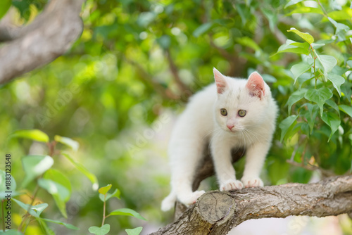 5月、すくすく育つ白い仔猫