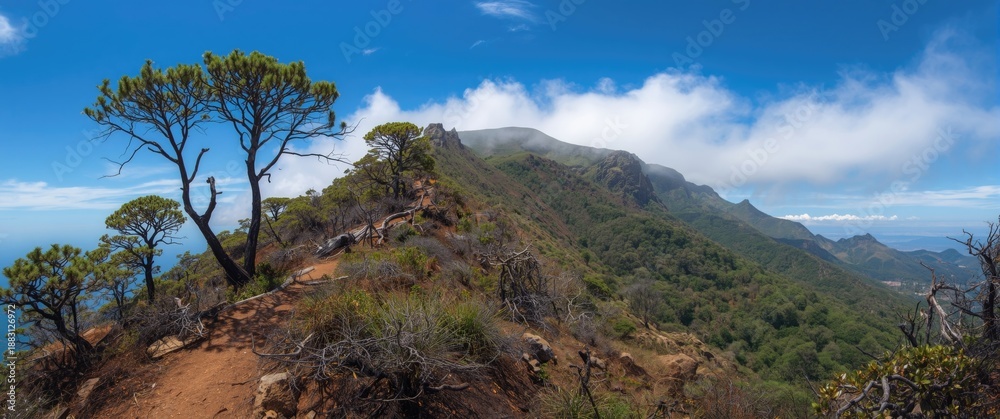 Fototapeta premium Pico Ruivo mountain in Madeira island Portugal featuring burnt Juniperus cedrus trees, a well-known hiking trail with native vegetation and blue scenery