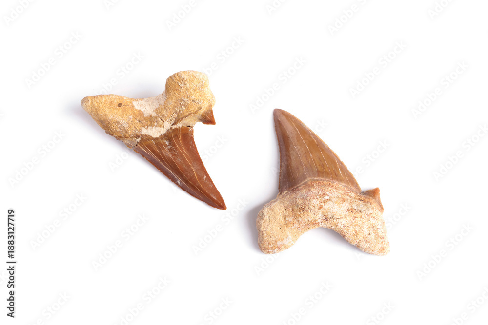 Fototapeta premium Sea life Paleontology specimens. front and back of Authentic natural prehistoric shark tooth fossils isolated on white background.