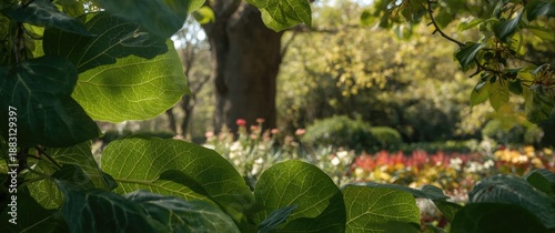 Big foliage in a garden setting, pattern, abstract texture, summer, isolated, frame, nature, tree, spring