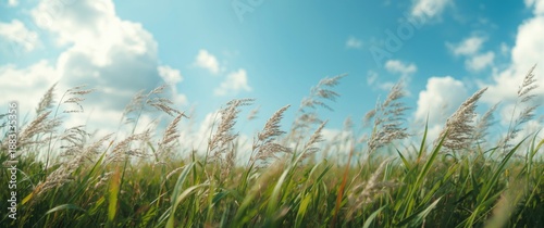 Green grass background swayed by the wind