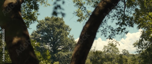 Clear sunny weather with vibrant green leaves