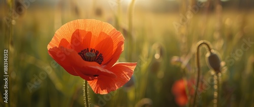 Interior details of a Papaver rhoeas poppy flower