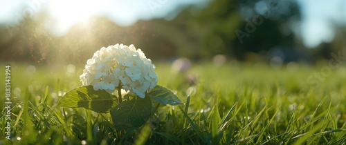 Park scene featuring White hydrangea flower and green foliage