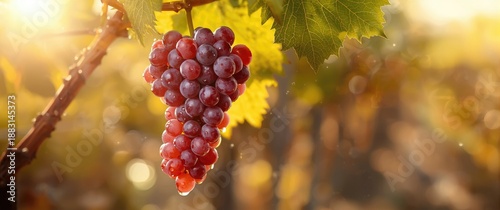 Bunch of tasty ripe sweet grape