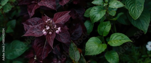 Zoomed-in shot of a Purple Heart plant featuring flowers