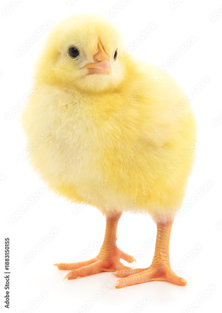 Obraz premium Small yellow chicken isolated on white background