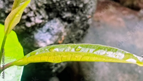 Close up of a vibrant green leaf with dew drops, showcasing intricate details of nature's beauty and the freshness of a new day after rain