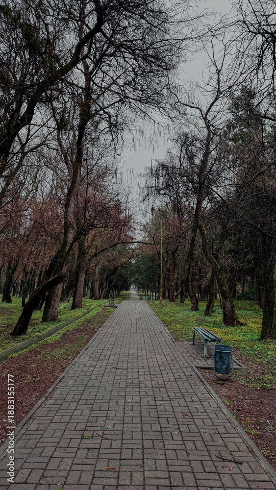 Obraz premium alley in spring park with old trees covered with moss 