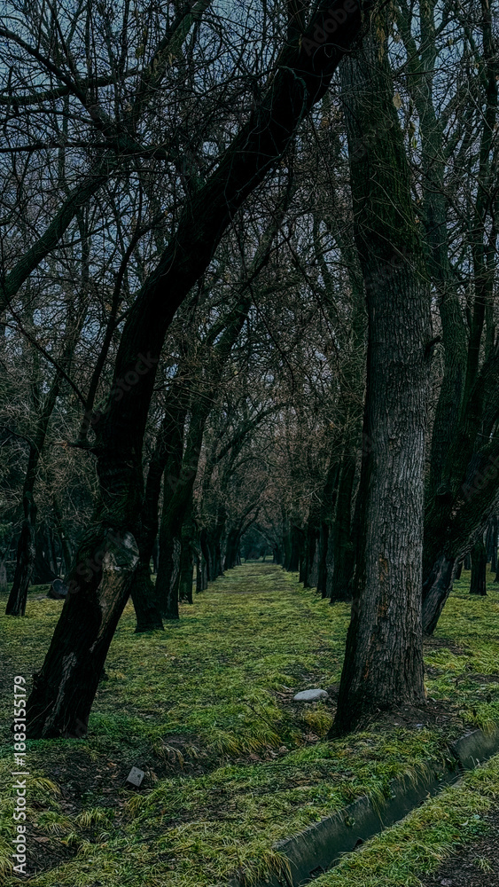 Fototapeta premium old trees covered with moss in spring park