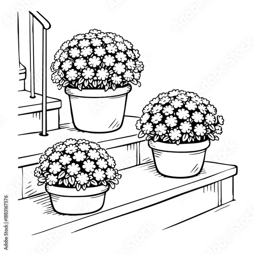 Flower pots with blooming chrysanthemums on outdoor steps  