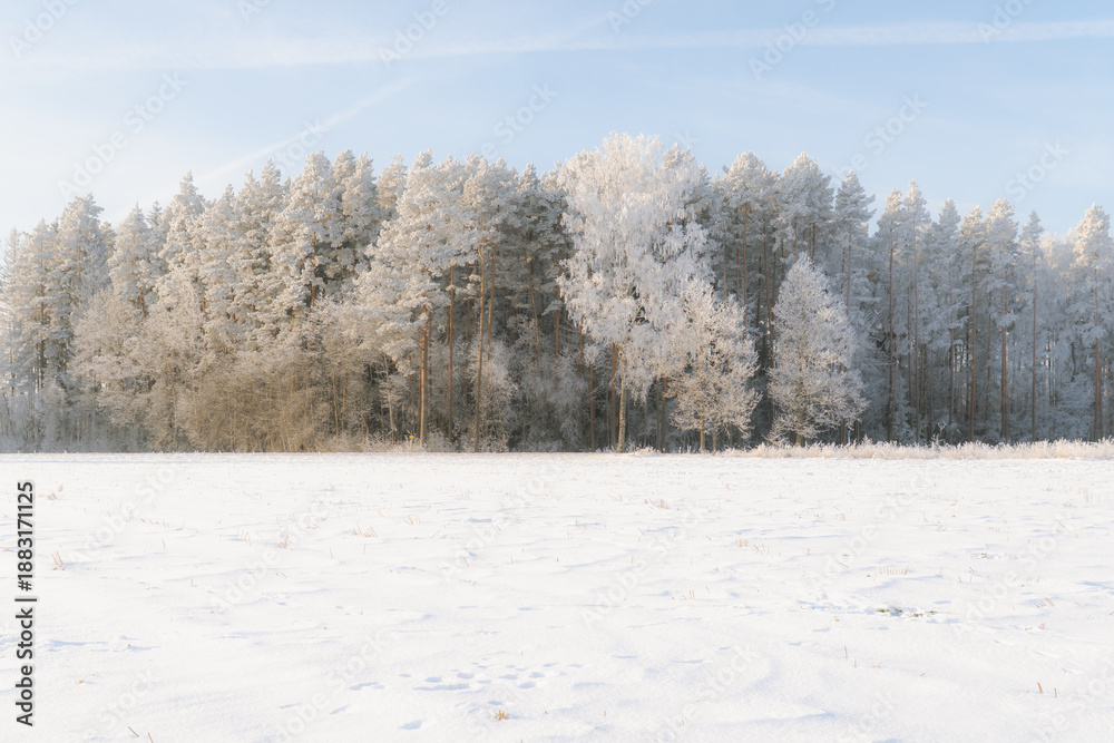 Obraz premium Frost-covered forest edge and open snowy field under soft winter light, minimalist rural landscape