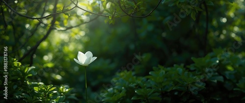 Floral Background Featuring One White Flower Among Green Foliage and Sunlight Passing Through Branches