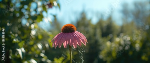 Close-up of pink echinocea flower among garden greenery on a bright summer day