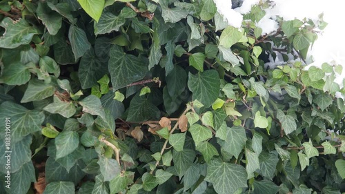 Ivy Leaves Peeking Through Soft, Fluffy Snow, Beautiful Contrast Against White Blanket. Winter Wonderland Creates A Serene Atmosphere, Transforming Landscape Into Magical Scene. Snowfall in Serbia