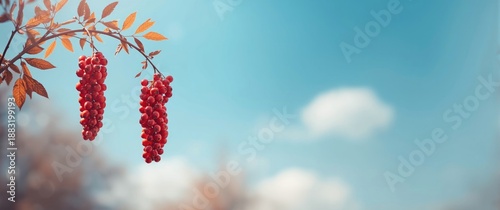 Autumn scene with a rich bunch of red rowan berries